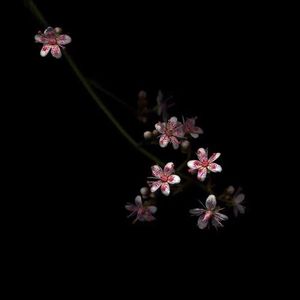 儿子隔板猜妈妈姐姐妹妹节目
